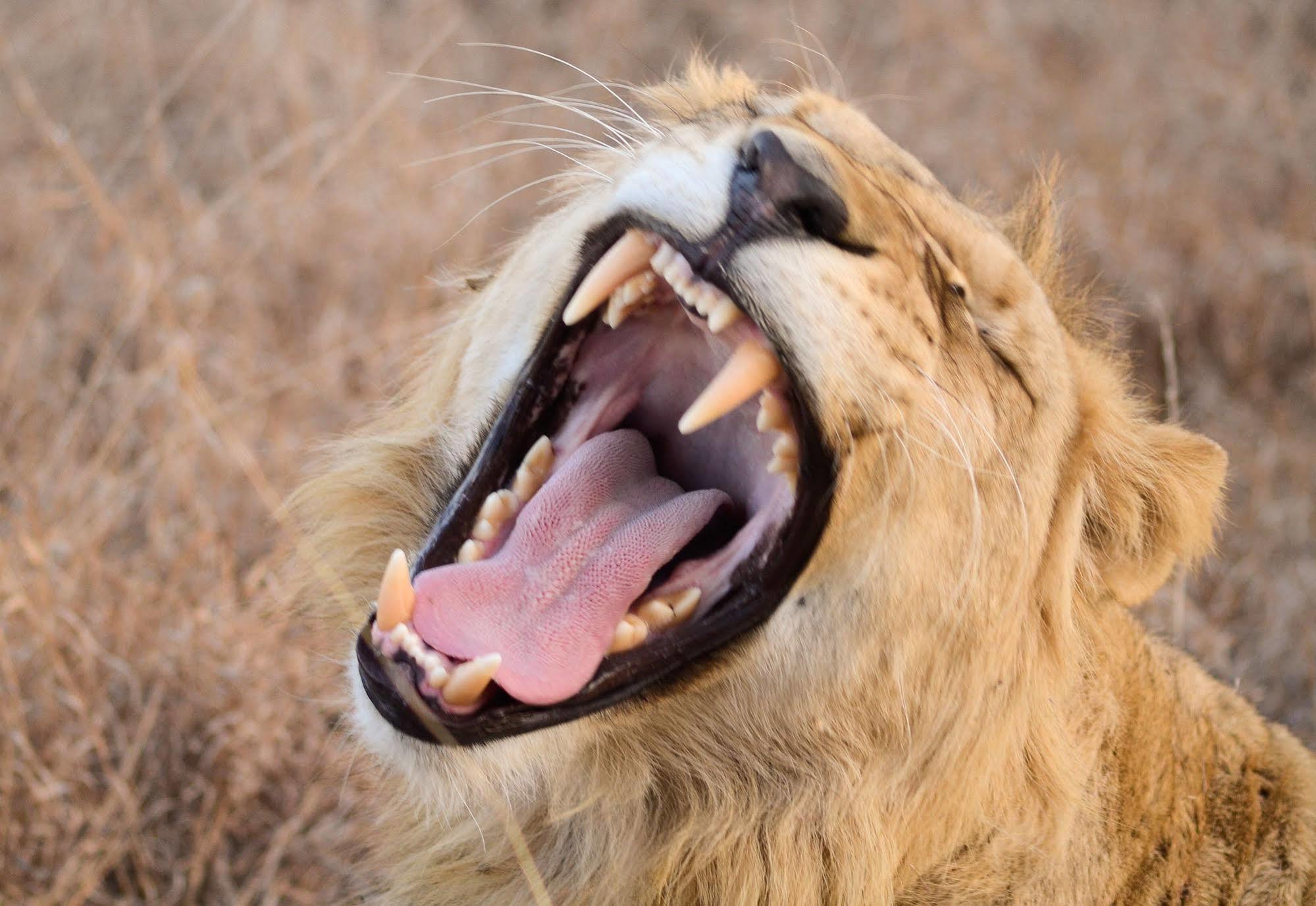 Bona Bona Game Lodge Wolmaranstad 外观 照片