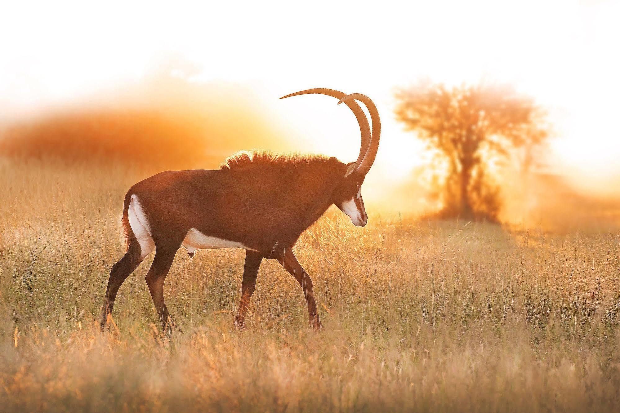 Bona Bona Game Lodge Wolmaranstad 外观 照片