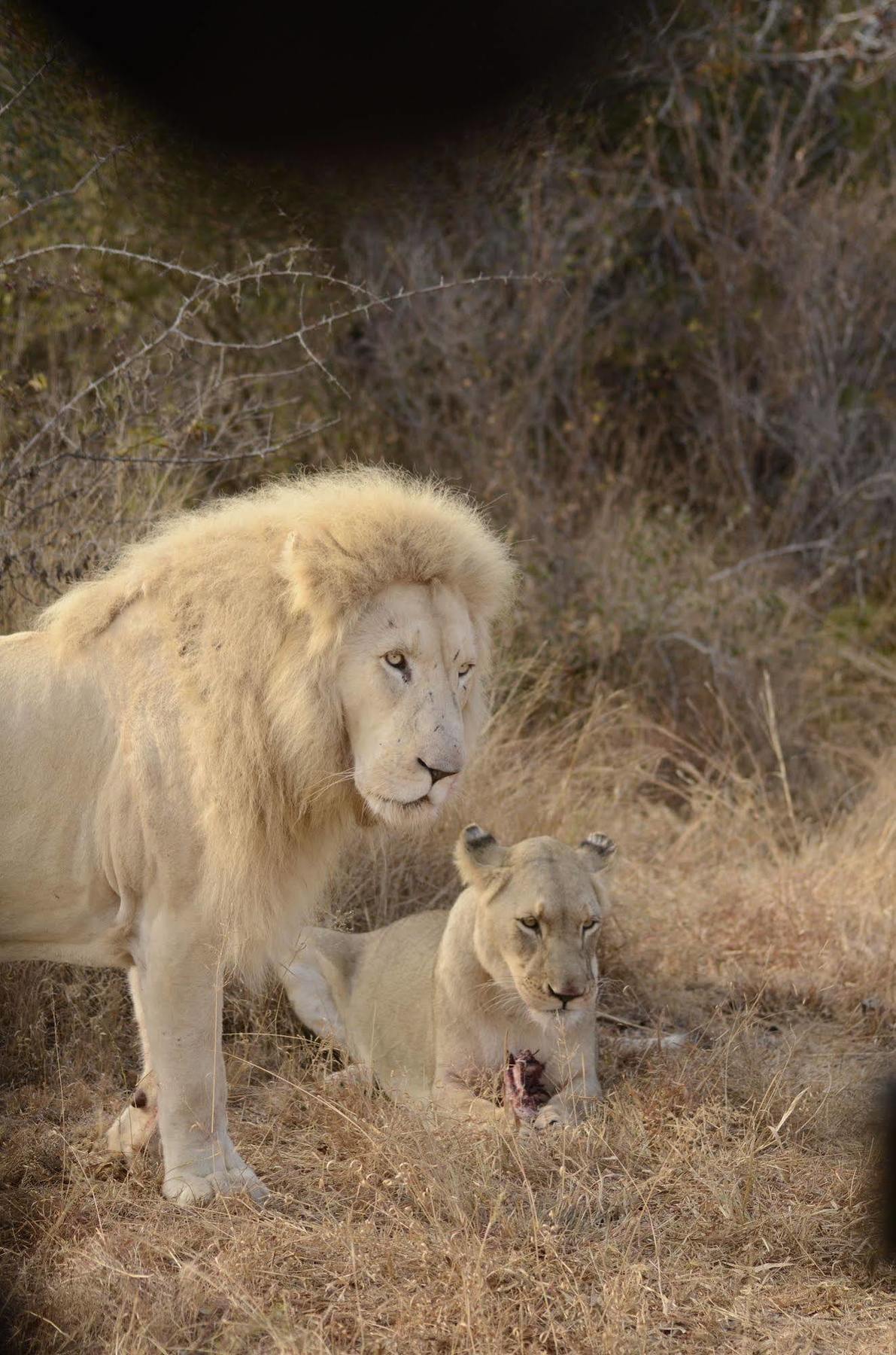 Bona Bona Game Lodge Wolmaranstad 外观 照片