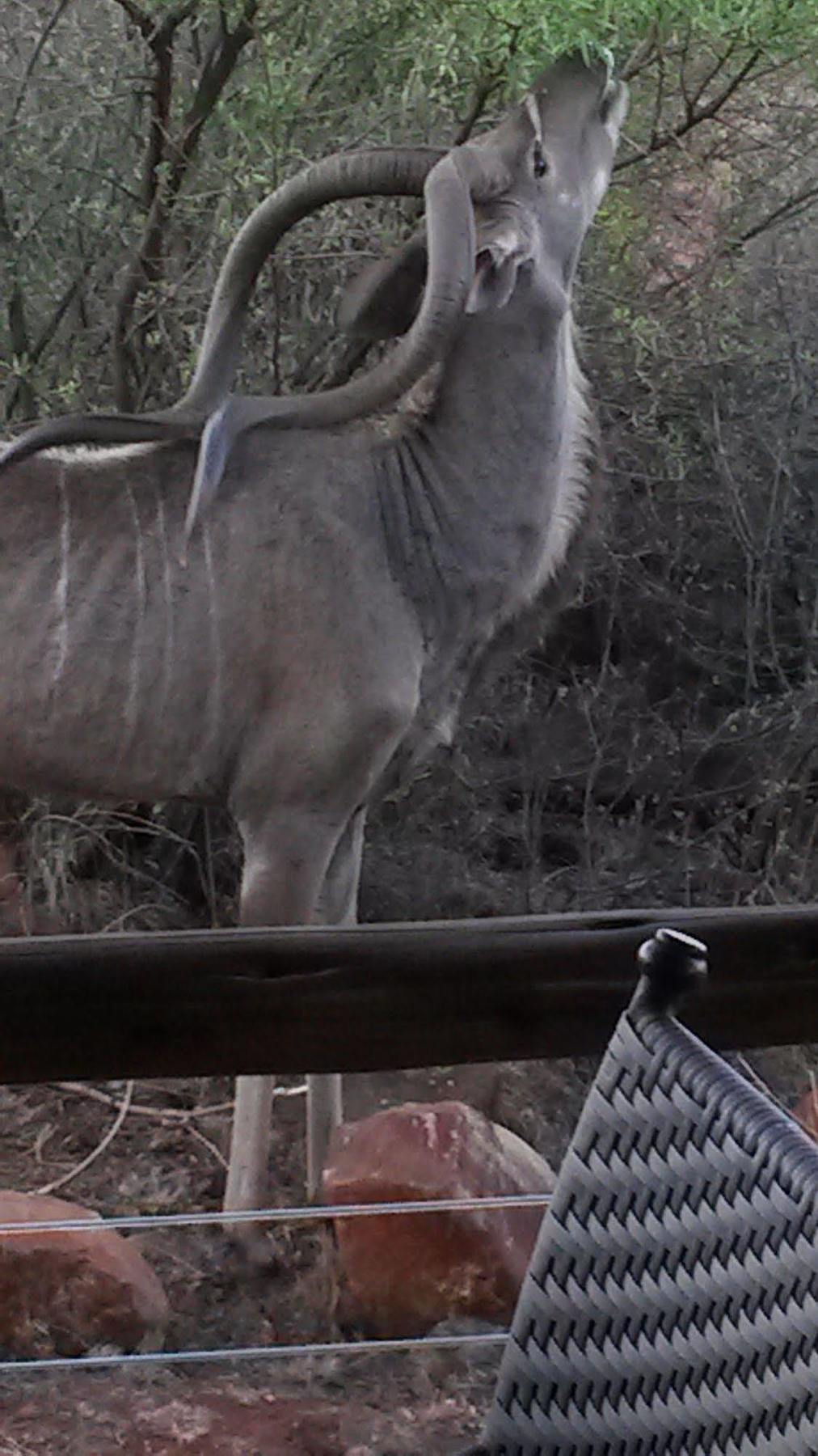 Bona Bona Game Lodge Wolmaranstad 外观 照片