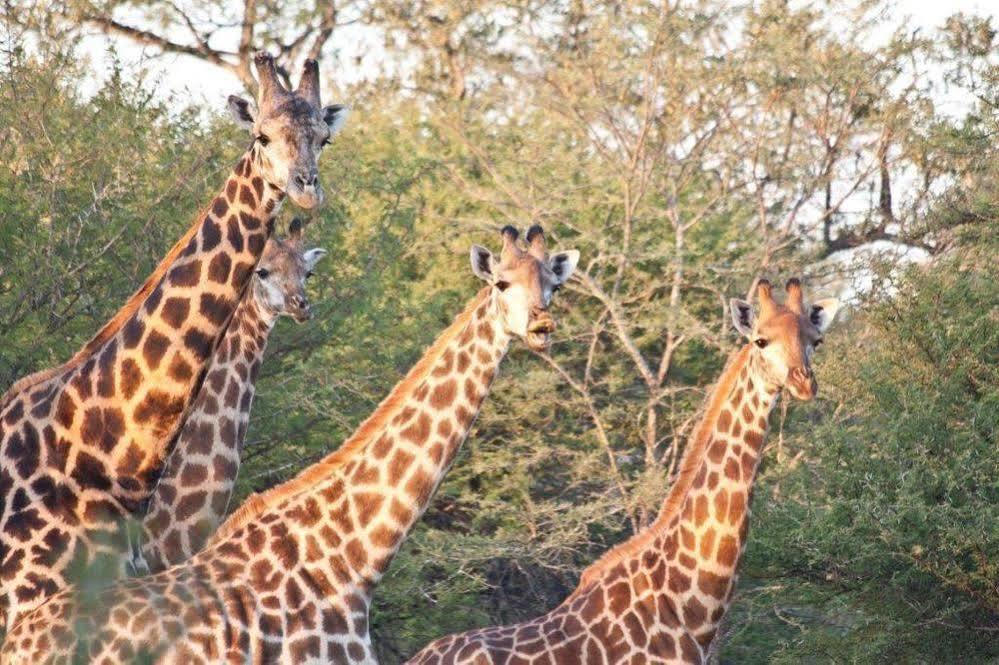 Bona Bona Game Lodge Wolmaranstad 外观 照片